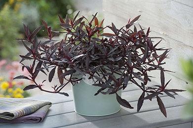 爆料称索尼正在开发类似PSV的新掌机 可运行PS4游戏